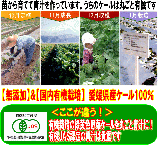 有機栽培で冬に限定して緑黄色野菜ケールを愛媛県で育てています。有機栽培は、農薬や化学肥料を一切使用しない農法で、昔の栽培方法は皆こうして育てていました。冬に作る野菜は、その寒さに耐えるために栄養をぎゅっと溜め込みます。周囲の畑から飛んでくる農薬もありません。出来るだけ安全に育てた野菜を丸ごと無添加で粉にしました。皆様においしい、安全な粉末青汁をお届けしたいですね。